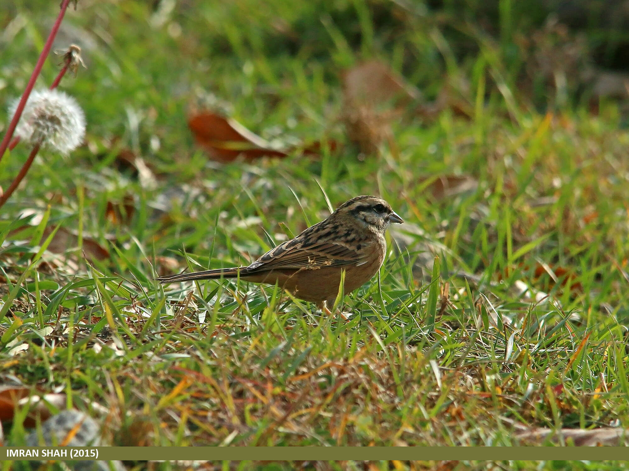 Image of European Rock Bunting