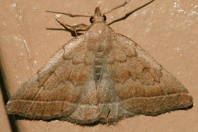 Image of Wavy-lined Zanclognatha