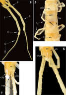 Image of Newportiinae Pocock 1896