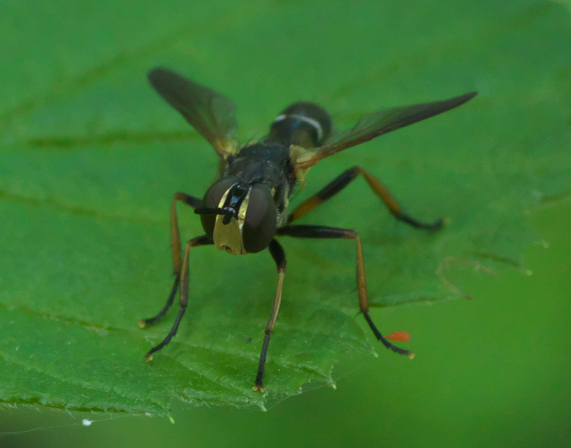 صورة Hemyda aurata Robineau-Desvoidy 1830