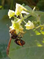 Image of Asian hornet