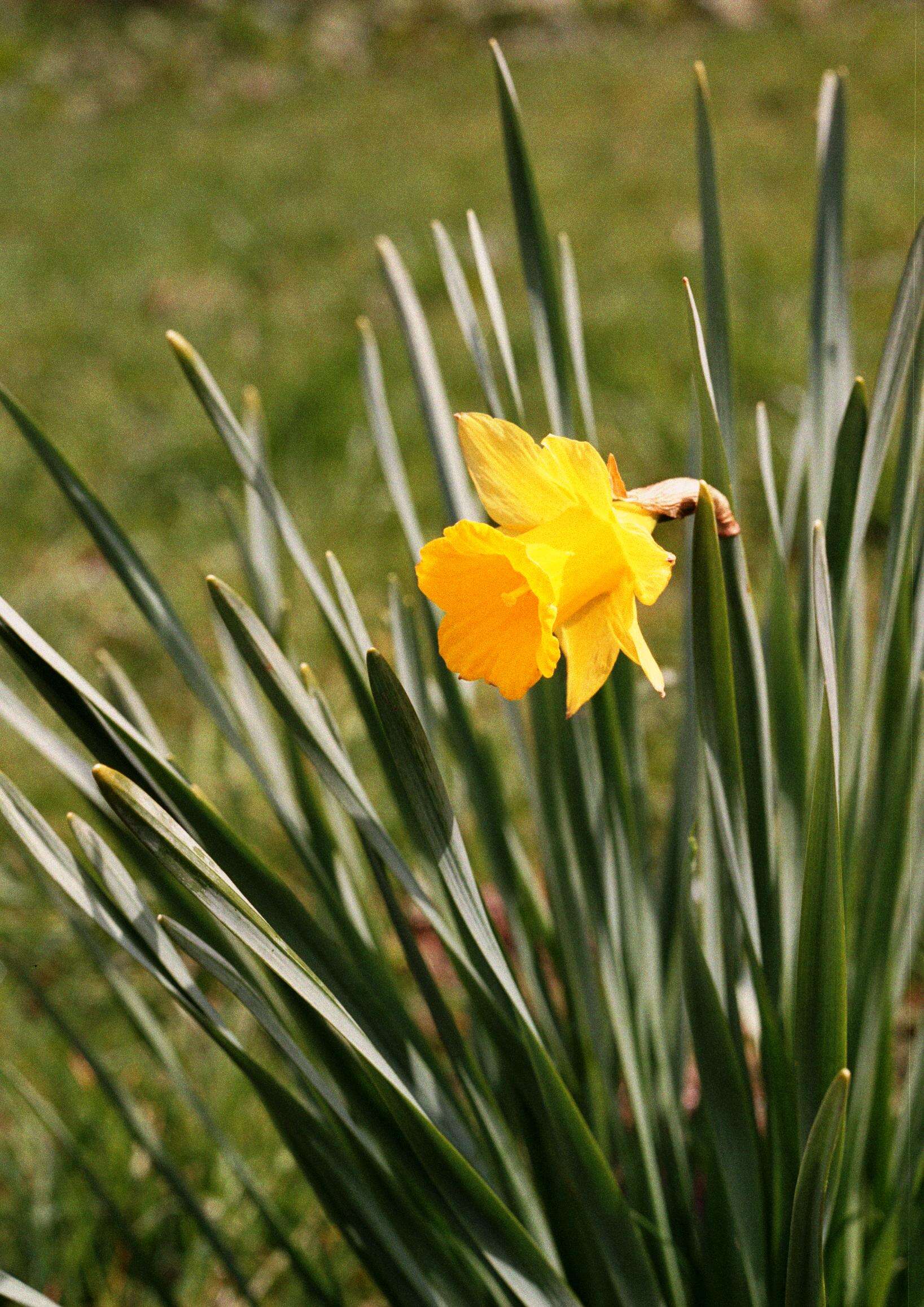 Image of daffodil