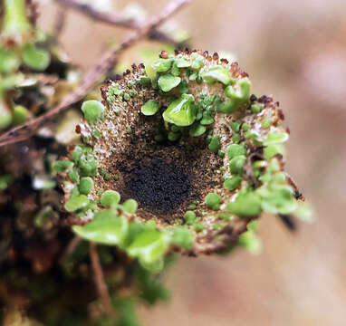 Image of cup lichen