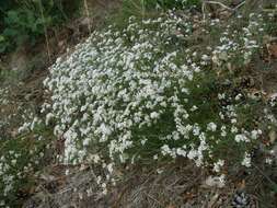 Image of squinancywort