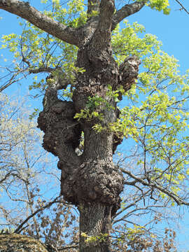 Image of Iberian white oak