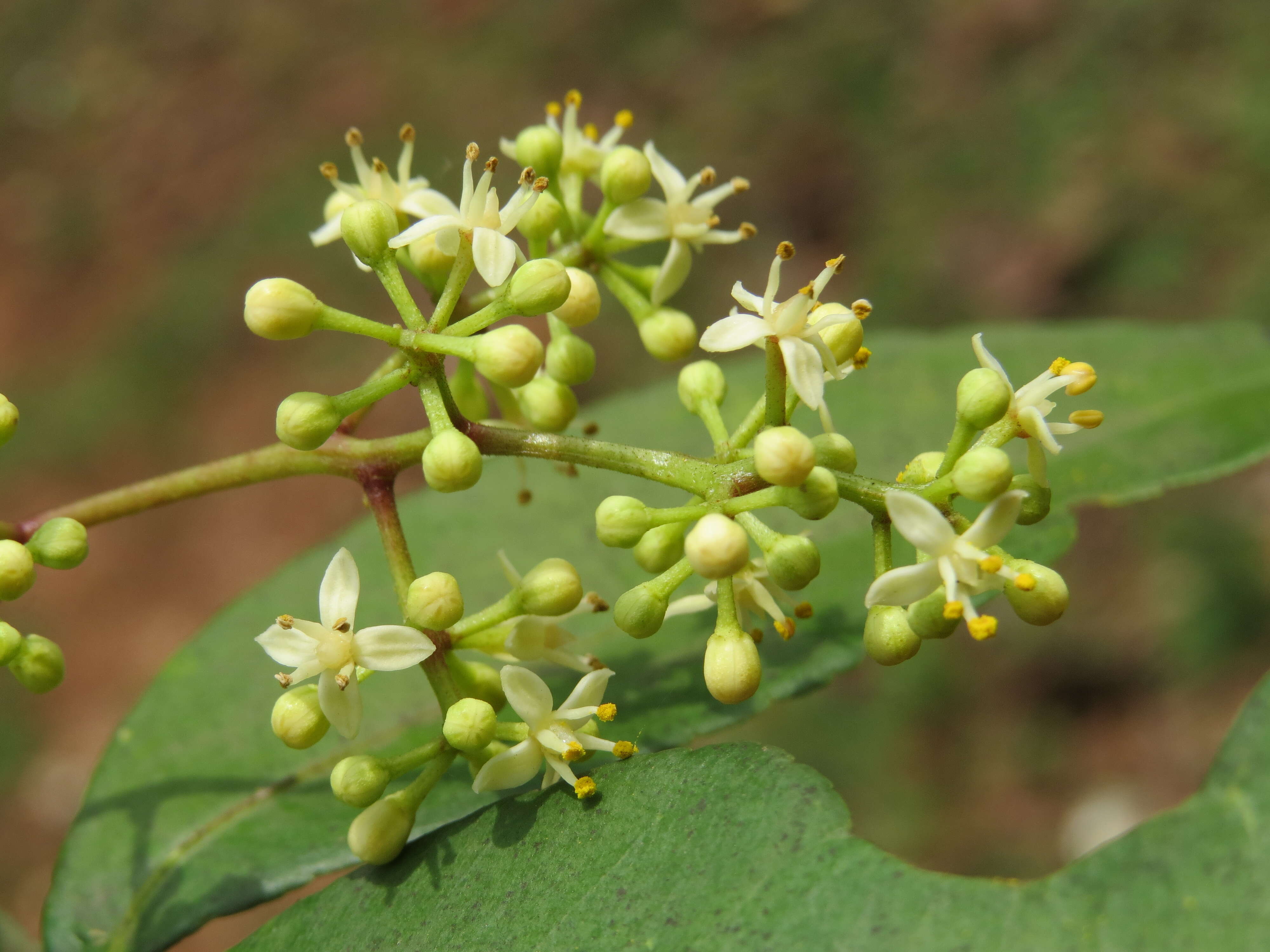 Image of Zanthoxylum ovalifolium Wight