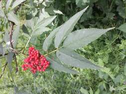 Imagem de Sambucus racemosa L.