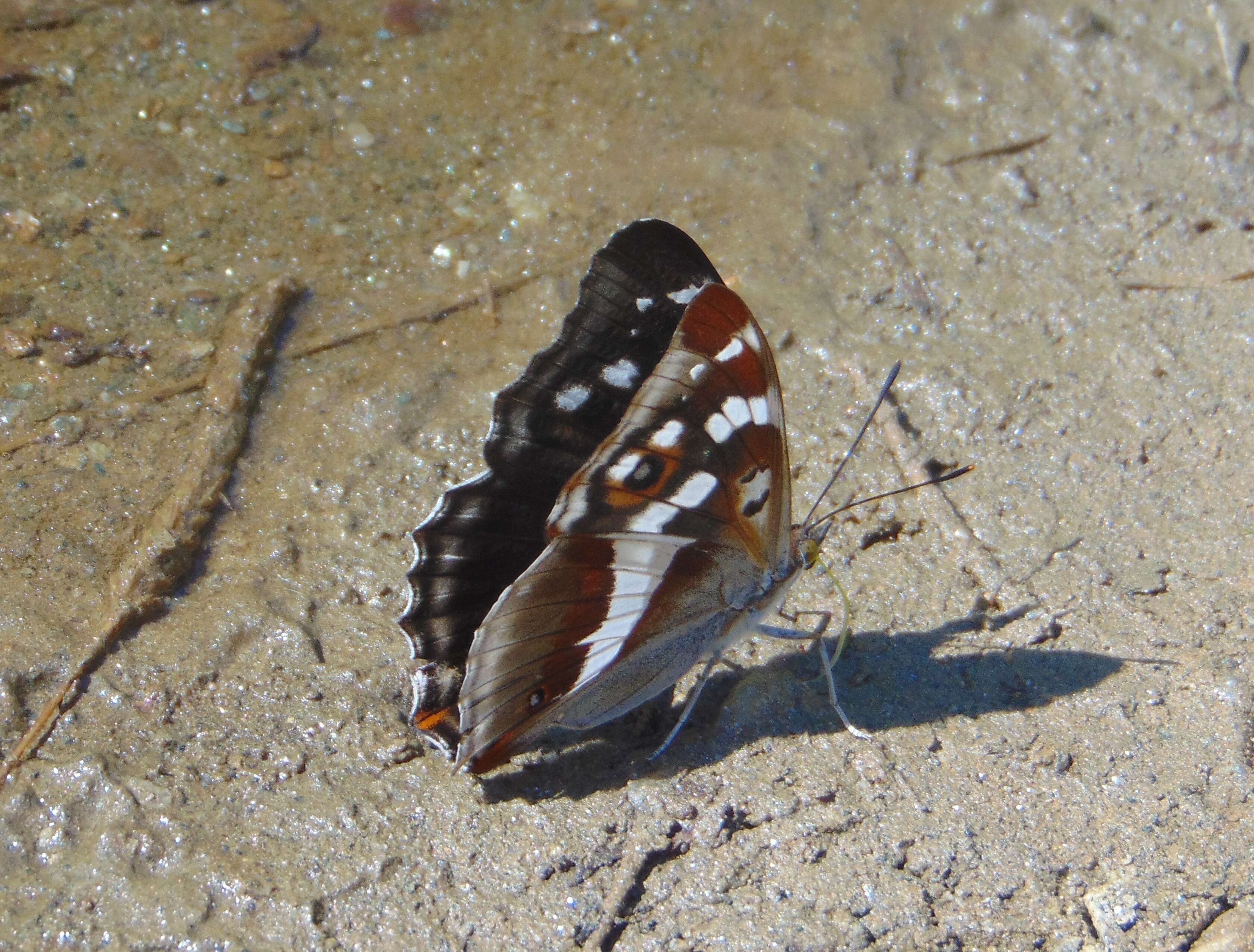 Image of purple emperor