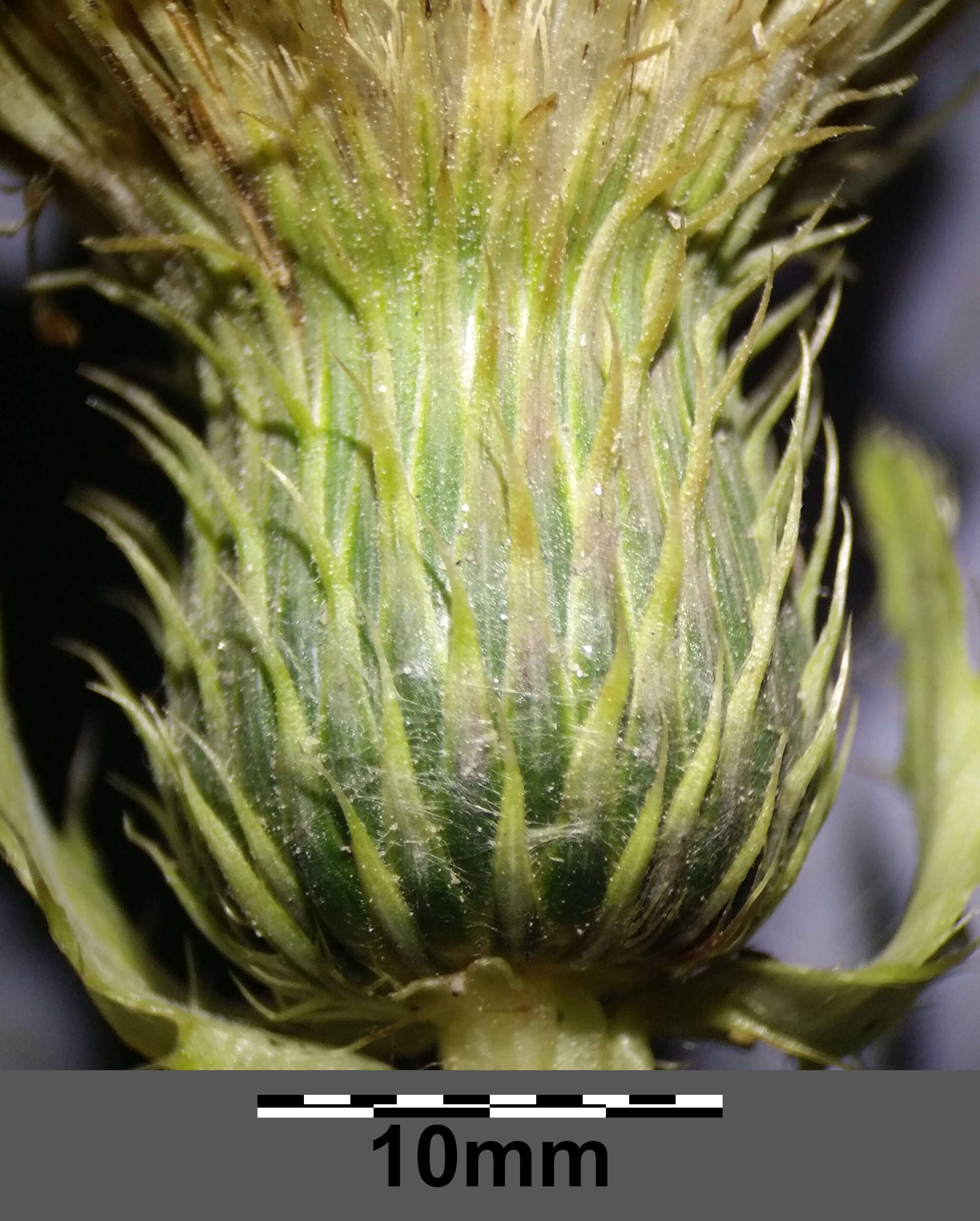 Image of Cabbage Thistle