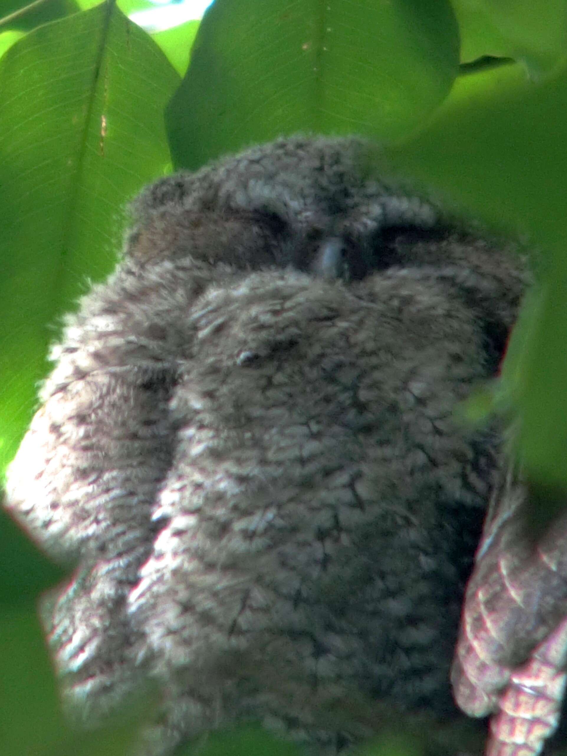 Image of Collared Scops Owl