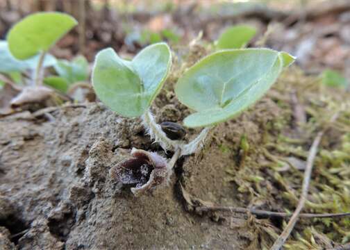 Image of European wild ginger