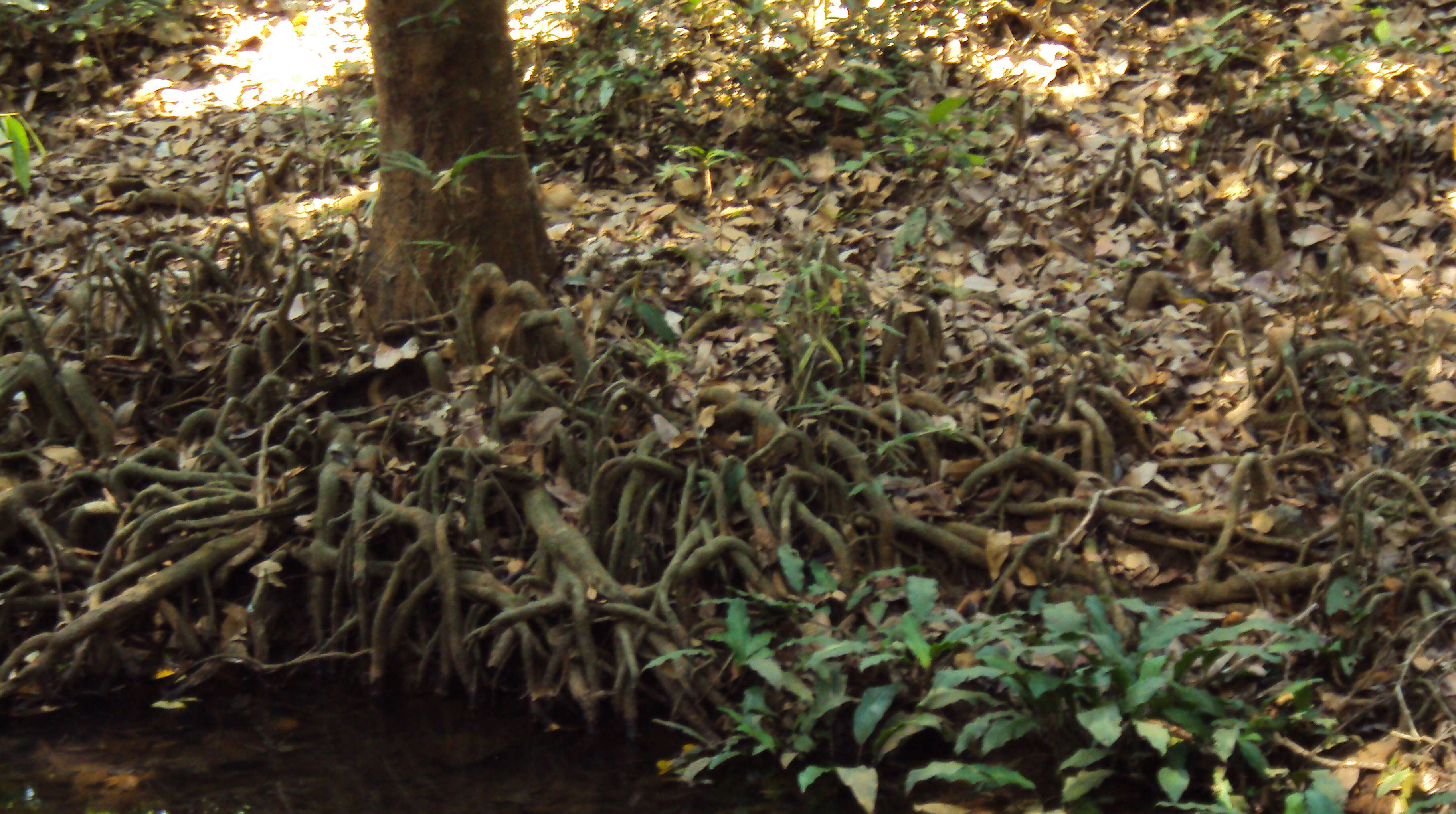 Image de Virola surinamensis (Rolander) Warb.