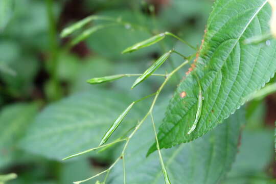 Impatiens parviflora DC. resmi