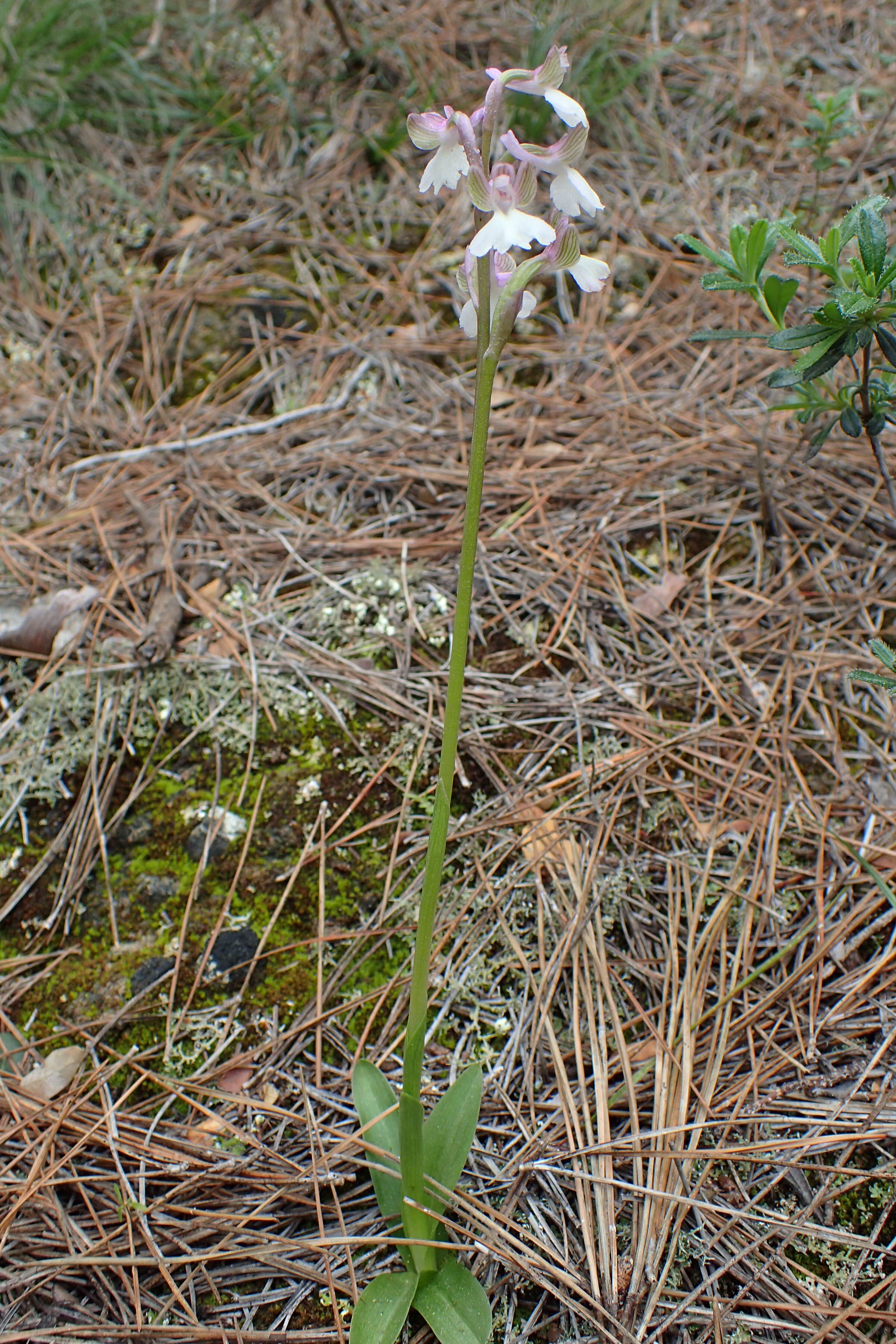 Image of Anacamptis morio subsp. syriaca (E. G. Camus) H. Kretzschmar, Eccarius & H. Dietr.