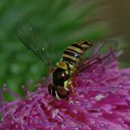 Image of Common Oblique Syrphid