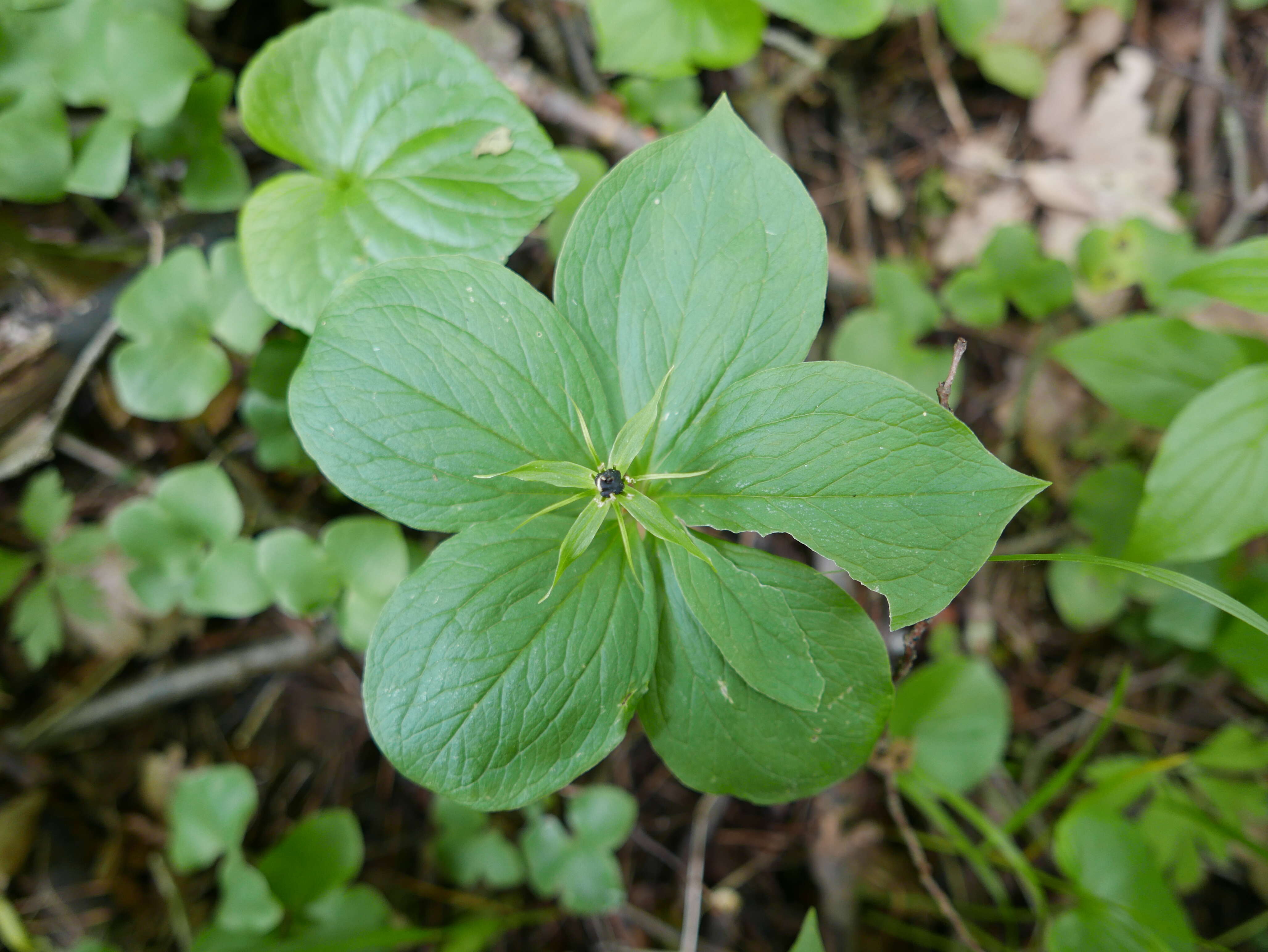 Image of herb Paris