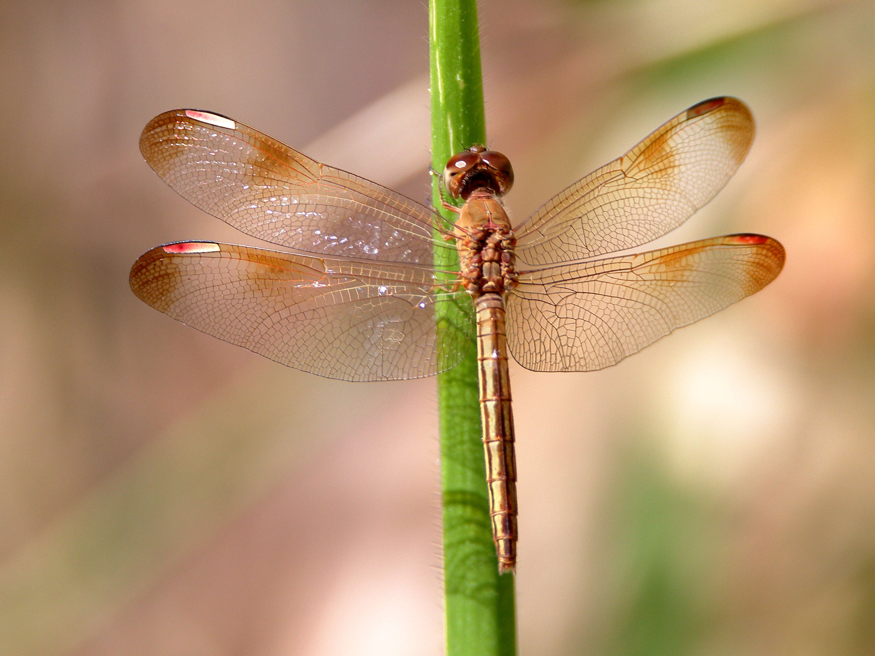 Image of Neurothemis stigmatizans (Fabricius 1775)