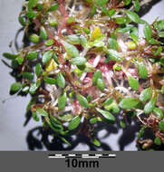 Image of eight-stamened waterwort