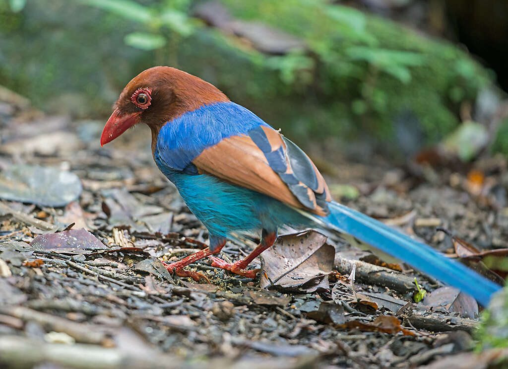 Image of Ceylon Blue Magpie