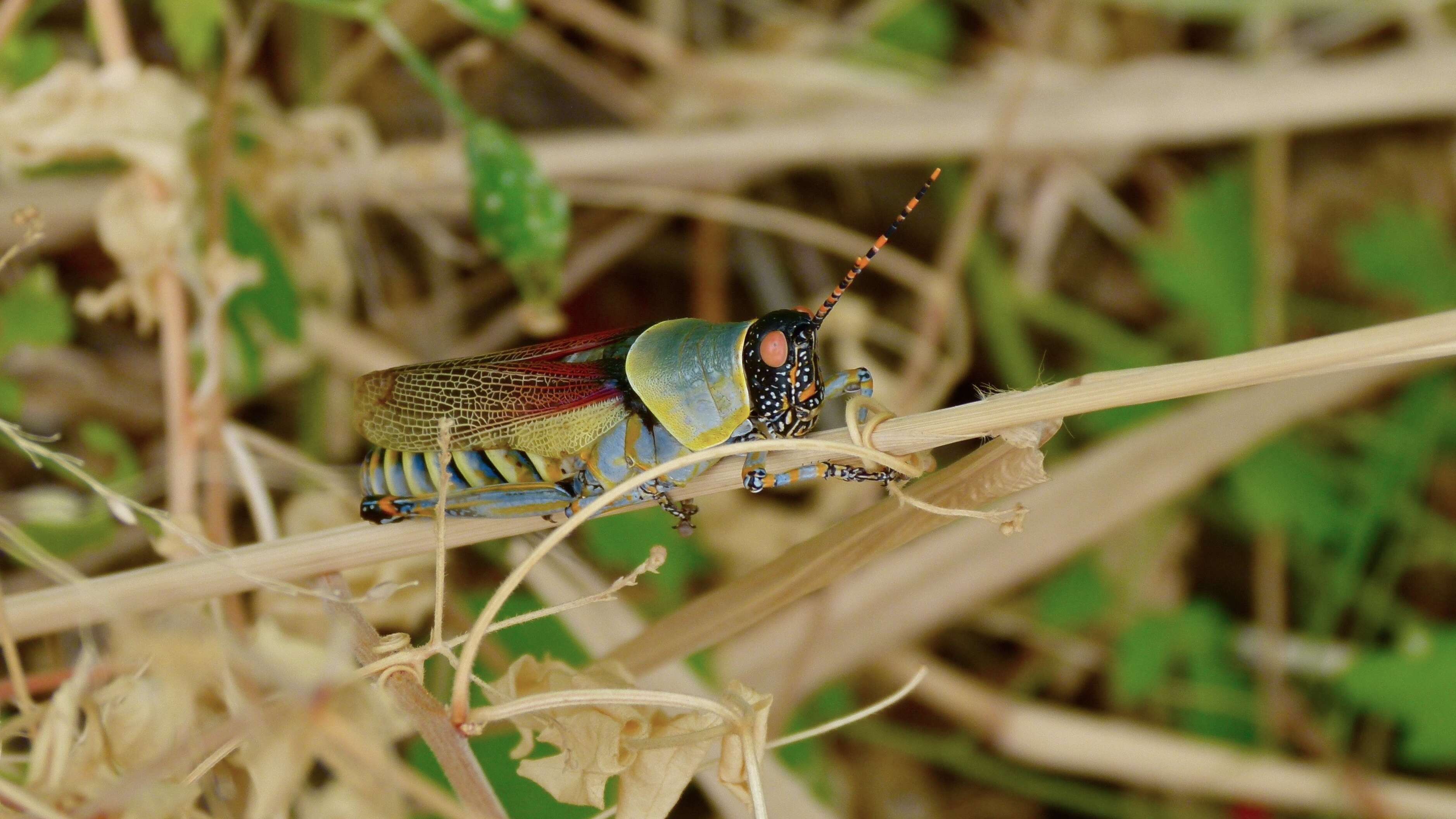 صورة Zonocerus elegans (Thunberg 1815)