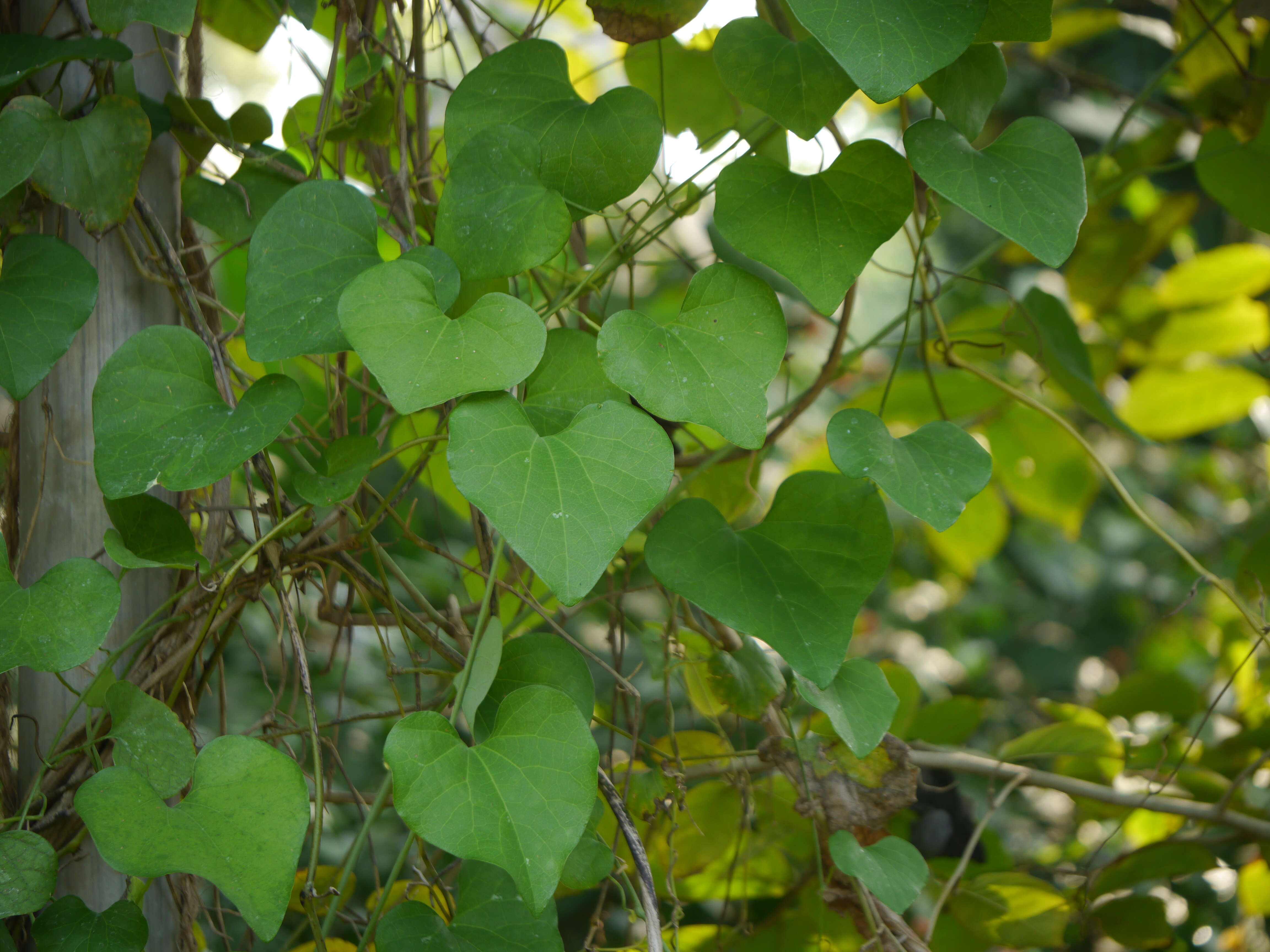 صورة Aristolochia elegans Mast.