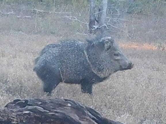 Image of peccaries