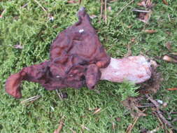 Image of Hooded false morel