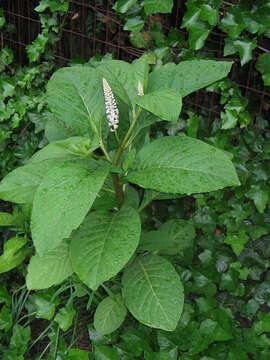 Image of Phytolacca acinosa Roxb.