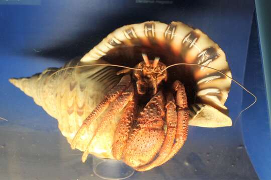 Image of Common hermit crab