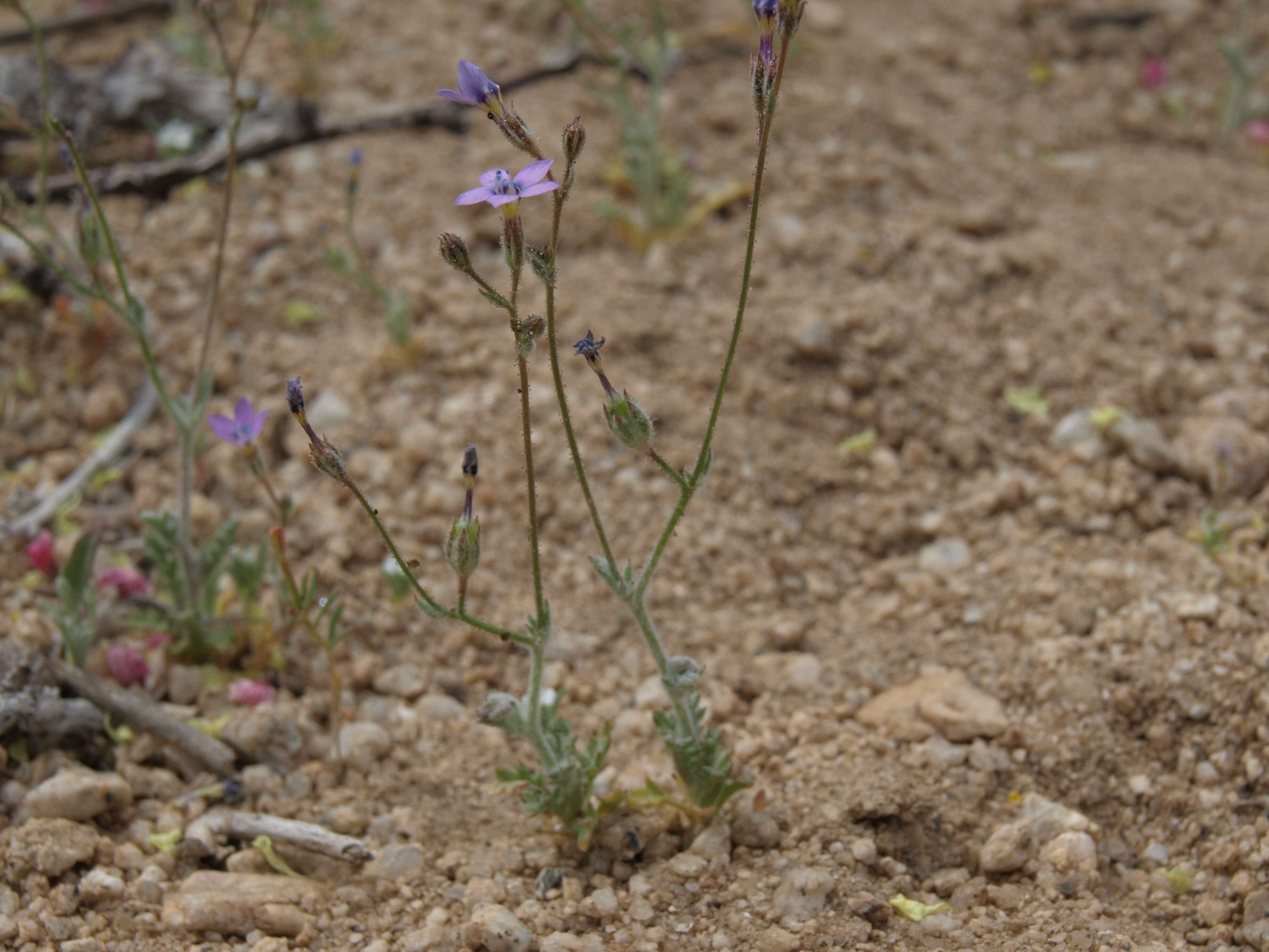 Image of shy gilia