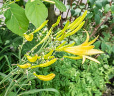 Image de Hemerocallis citrina Baroni