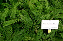 Image of tailed maidenhair