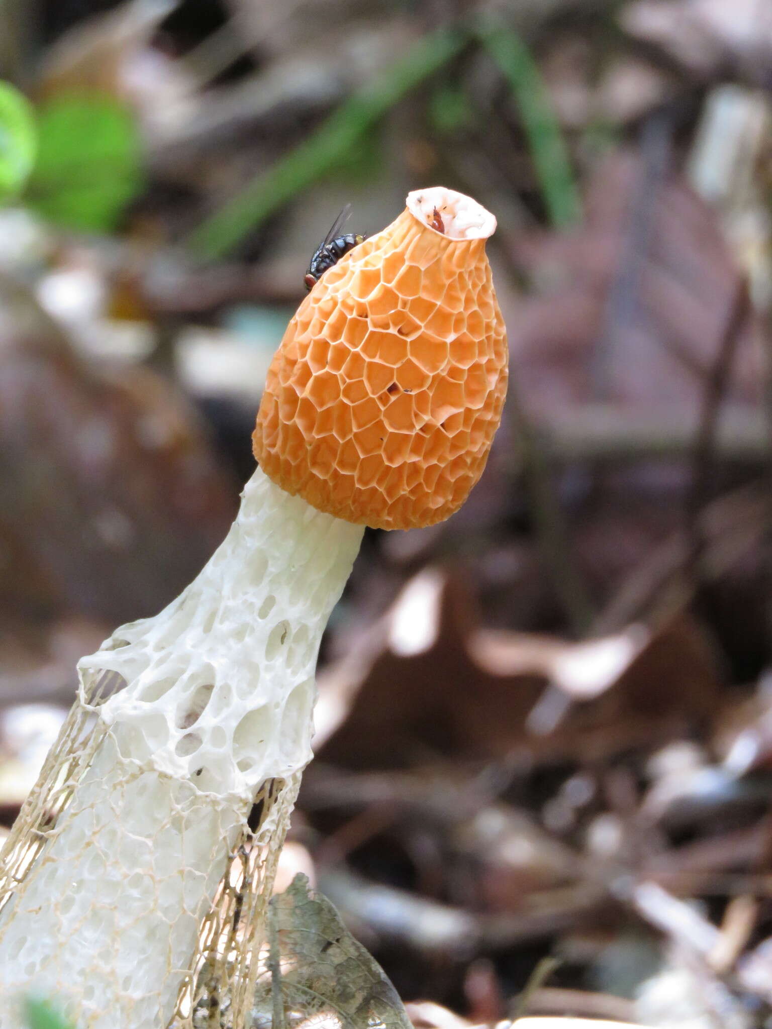 Image of Bridal veil stinkhorn