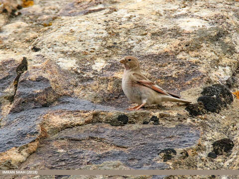 Image of Mongolian Finch