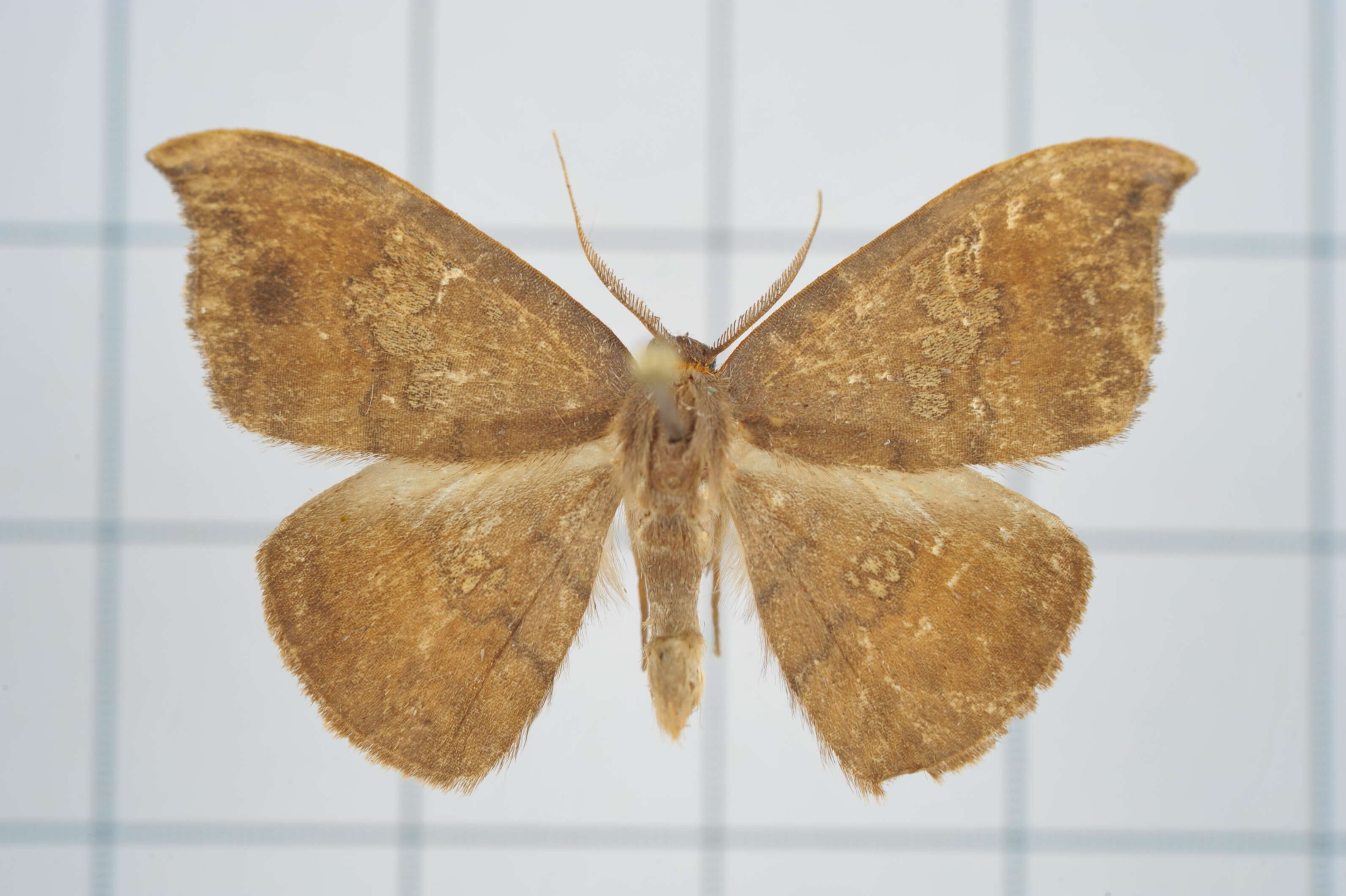 Image of Agnidra scabiosa Butler 1877