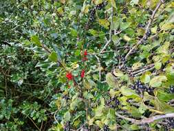 Image of English holly