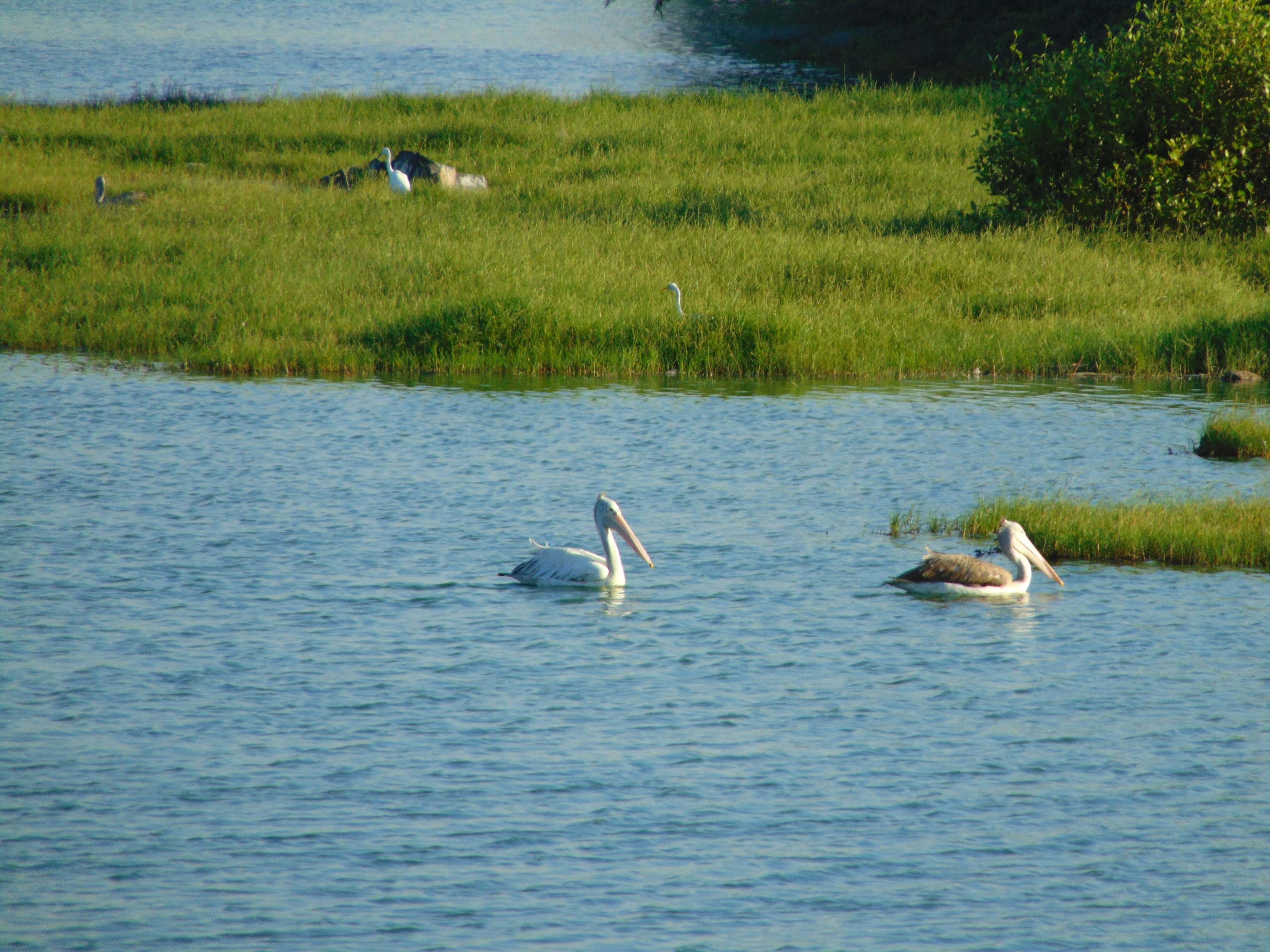 Image of Grey Pelican