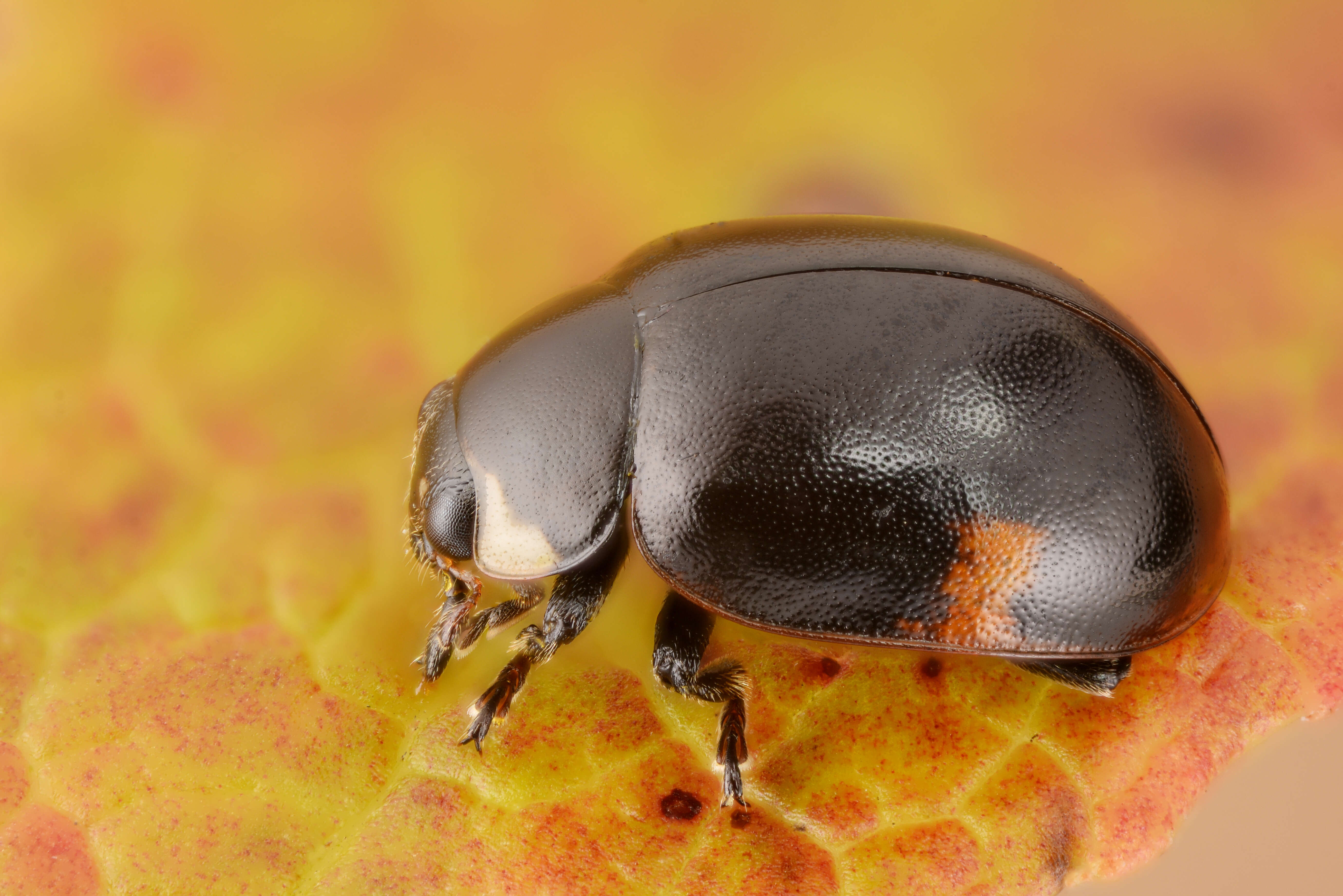 Image of hieroglyphic ladybird