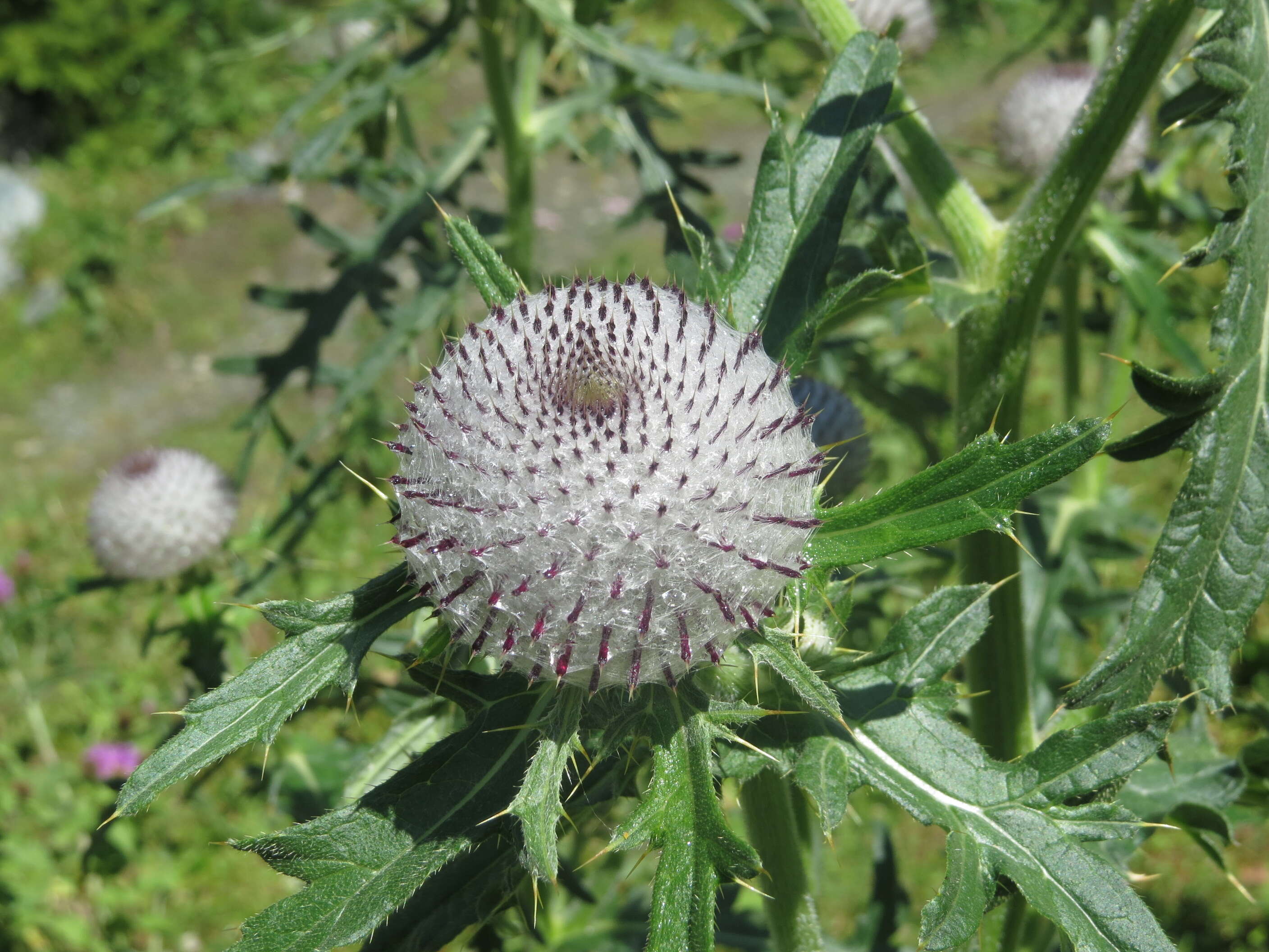 Image of woolly thistle