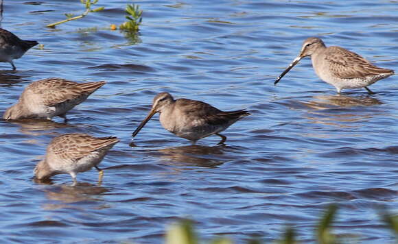 Image of Short-billed Dowitcher