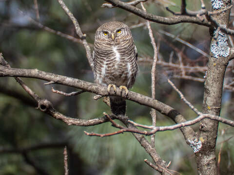 Image of Asian Barred Owlet