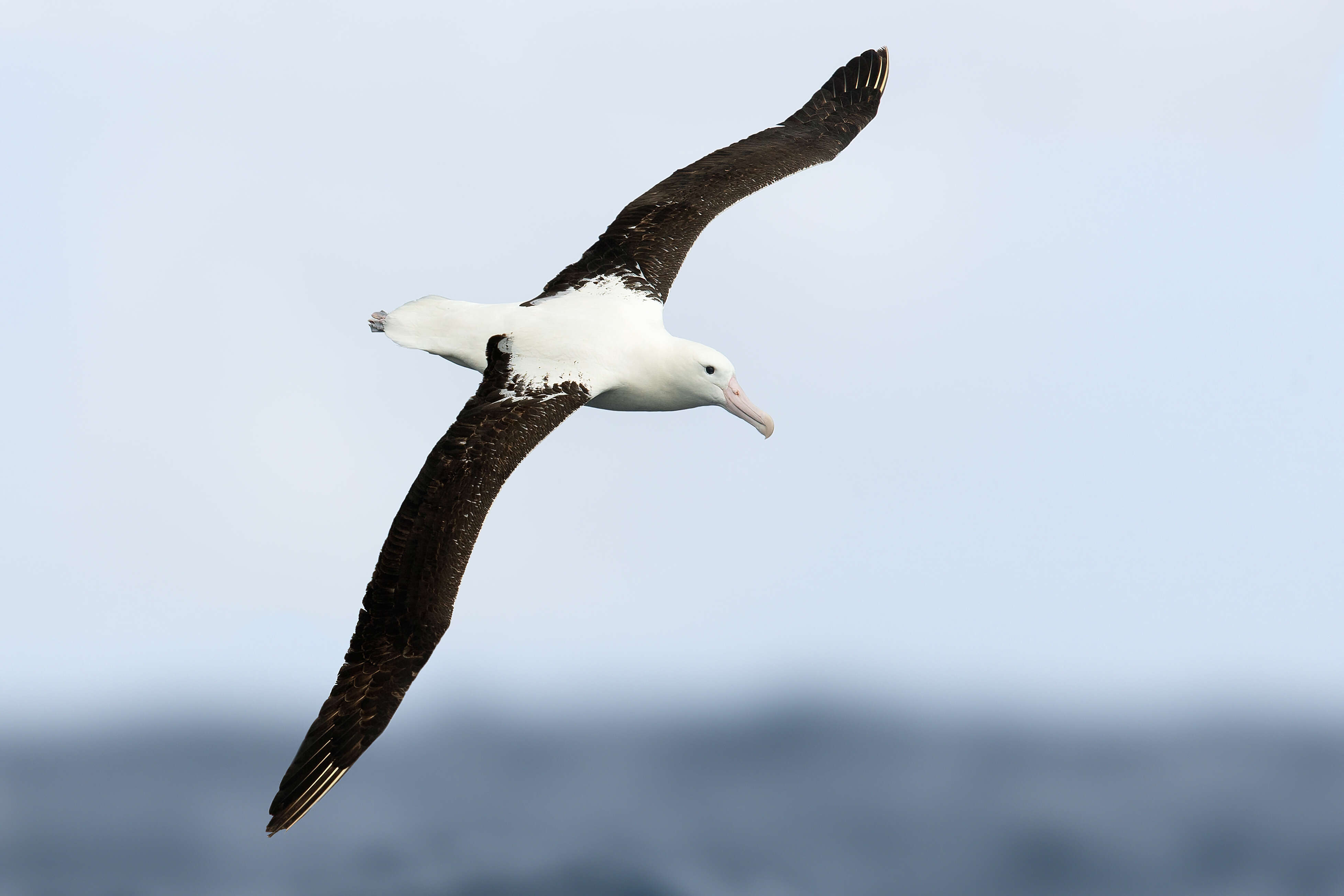 Image of Northern Royal Albatross