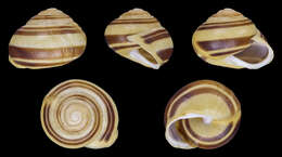 Image of White-lipped banded snail