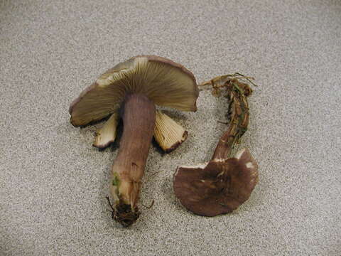 Image of Calocybe ionides