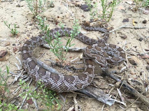 Image of Great Plains Rat Snake