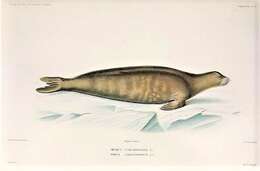 Image of Lobodon Gray 1844