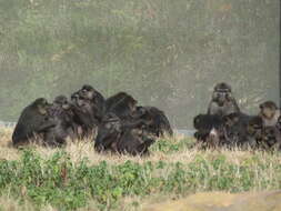 Image of Tonkean Black Macaque