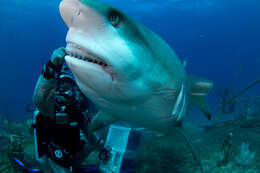 Image of Caribbean Reef Shark