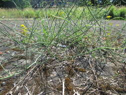 Chondrilla juncea L. resmi