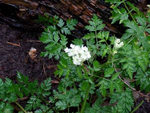 Image of Cow Parsley